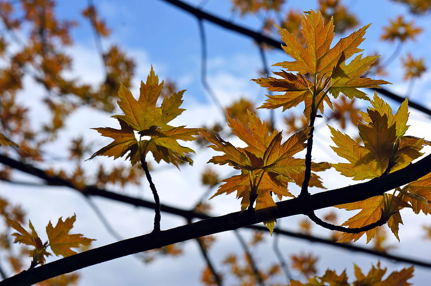 Golden autumn maple leaves on branch against blue sky