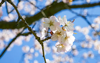 Cherry Blossoms on Branch Against Blue Sky
