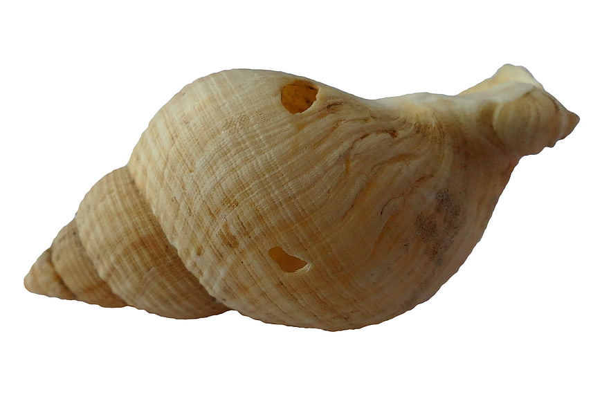 Beige Sea Snail Shell Isolated on White Background