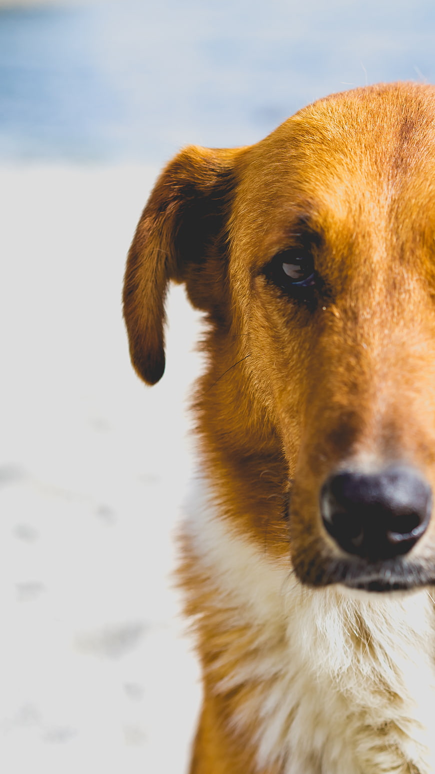 Close-up portrait of a brown dog on a sandy beach