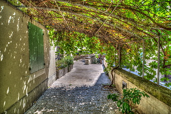 Shaded stone walkway under lush green grapevine pergola