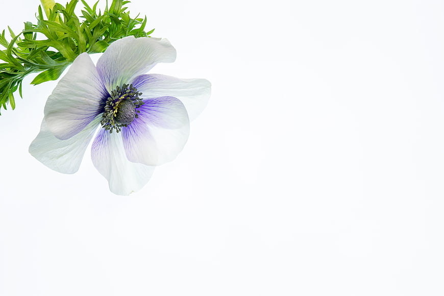 White Anemone Flower with Purple Center on White Background