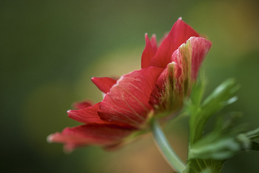 Close-up of a vibrant red flower bud against a blurred green background