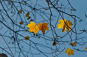 Yellow maple leaves on branches against blue sky
