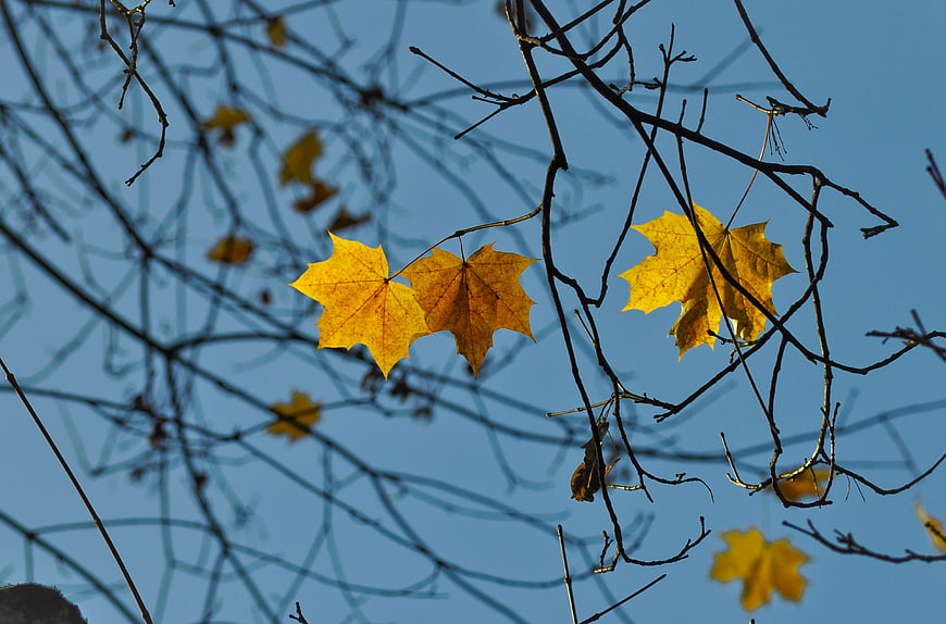 Yellow maple leaves on branches against blue sky