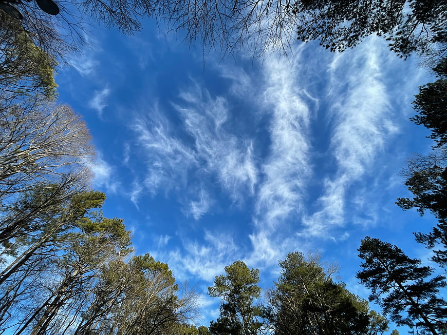 Low angle view of blue sky with clouds through forest trees