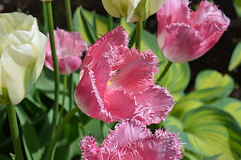 Close-up of vibrant pink fringed tulips in a garden