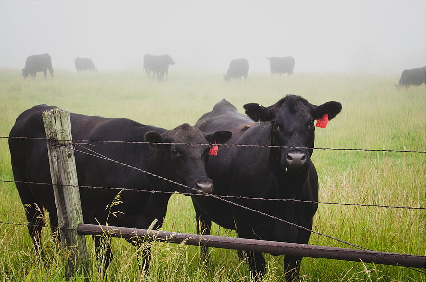 Black Cows Behind Wire Fence in Misty Green Pasture