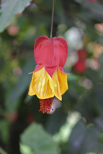 Close-up of Red and Yellow Lantern Flower Hanging