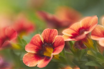 Close-up of vibrant orange and red calibrachoa flowers