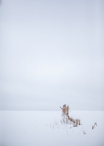 Minimalist Winter Landscape with Snow and Dry Grass