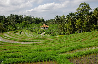 Lush Green Rice Terraces in Tropical Indonesia