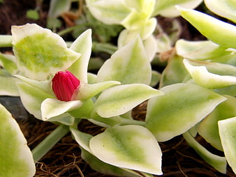 Close-up of Variegated Plant with Pink Flower Bud