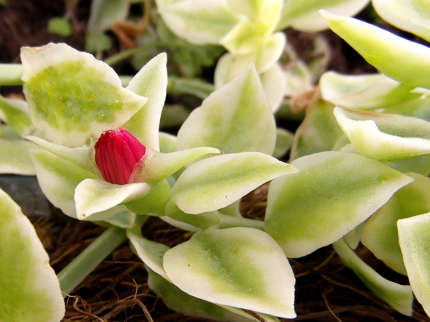 Close-up of Variegated Plant with Pink Flower Bud