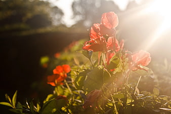 Red flowers backlit by warm sunset light
