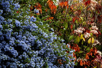 Blue Ceanothus flowers with autumn foliage background