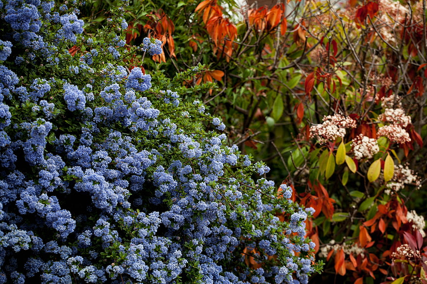 Blue Ceanothus flowers with autumn foliage background