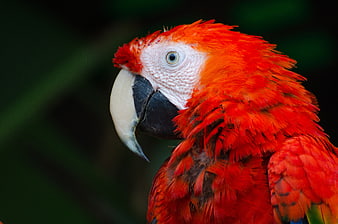 Close-up of a vibrant red Scarlet Macaw head