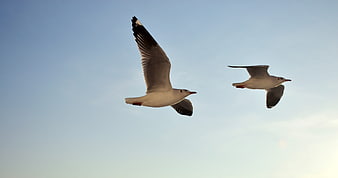 Two seagulls flying in blue sky