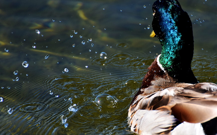 Male Mallard Duck Shaking Water Droplets in Pond