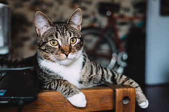 Relaxed Tabby Cat Lying on Wooden Desk