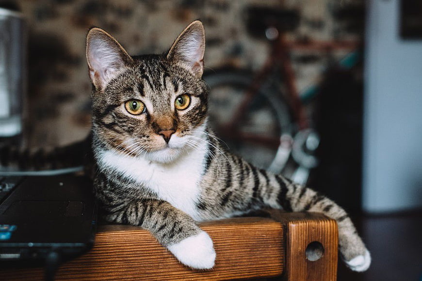 Relaxed Tabby Cat Lying on Wooden Desk