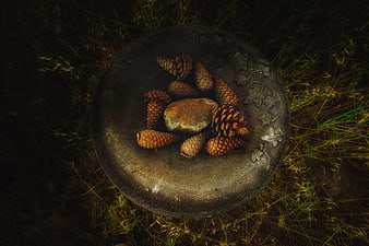 Top view of pine cones and stone in rustic birdbath