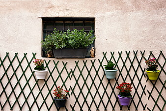 Colorful Flower Pots on Green Lattice Wall with Window