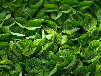 Close-up of vibrant green aquatic leaves with water droplets