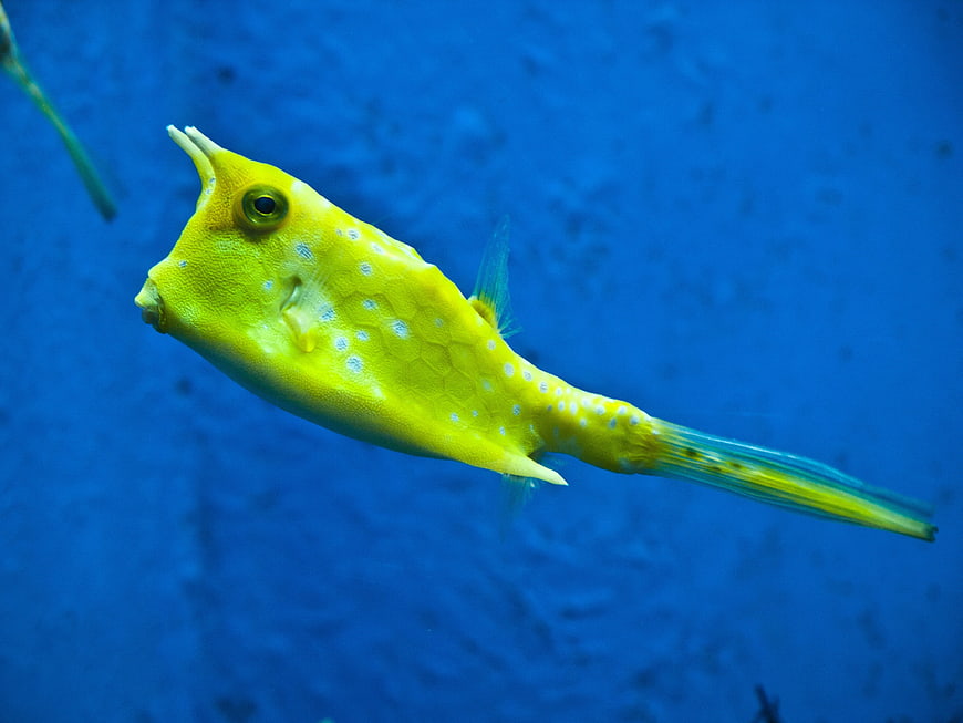 Yellow Longhorn Cowfish Swimming in Blue Water