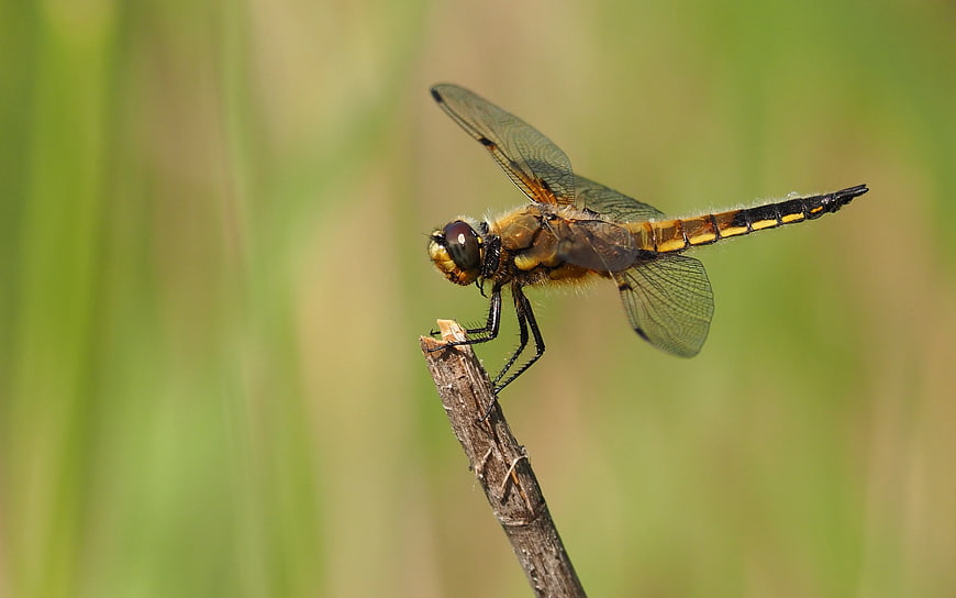 Close-up of a dragonfly perched on a twig