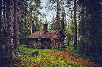 Rustic Log Cabin In Dense Pine Forest