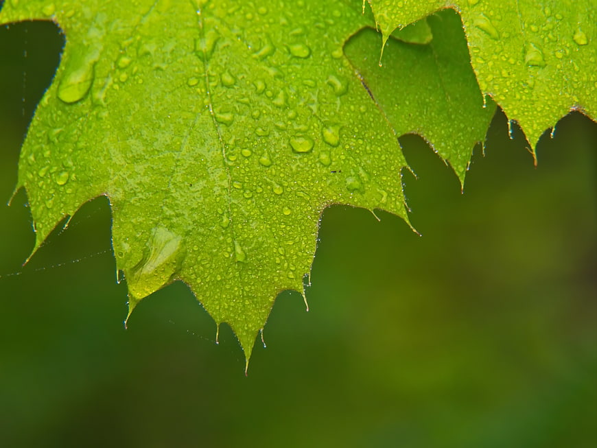 Close-up of green leaf with water droplets