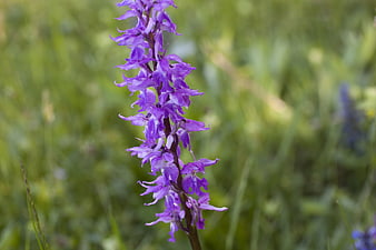 Purple Wild Orchid in Green Meadow