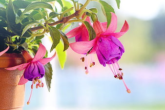 Vibrant Pink and Purple Fuchsia Flowers in a Terracotta Pot