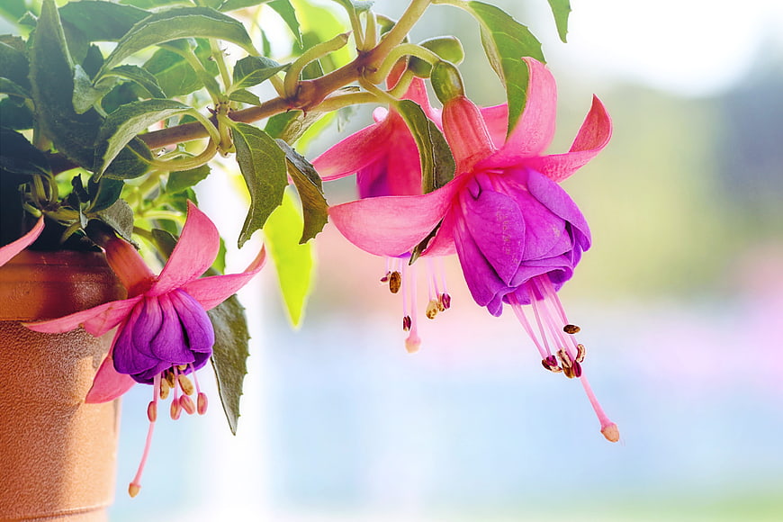 Vibrant Pink and Purple Fuchsia Flowers in a Terracotta Pot