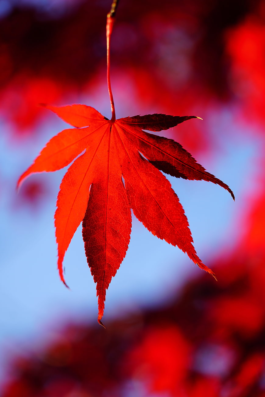 Vibrant Red Japanese Maple Leaf Hanging Against Blue Sky