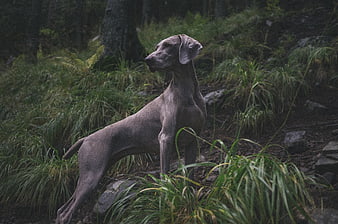 Weimaraner Dog Standing in Forest Undergrowth