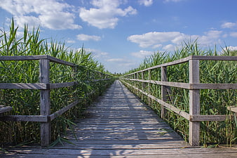 Wooden boardwalk path through tall green reeds under blue sky