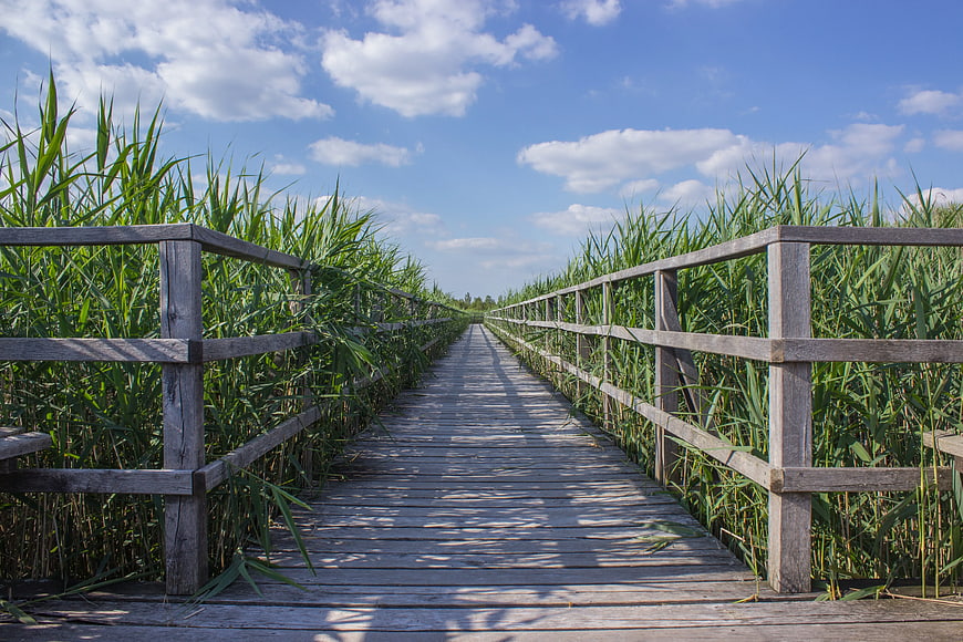 Wooden boardwalk path through tall green reeds under blue sky