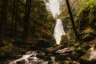Mossy waterfall cascading through dense evergreen forest