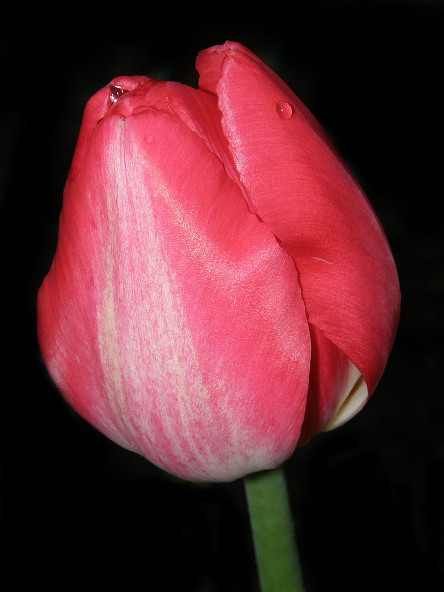 Close-up of a pink tulip bud with water droplets on black background