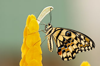 Close-up of a Tiger Butterfly on a Yellow Flower