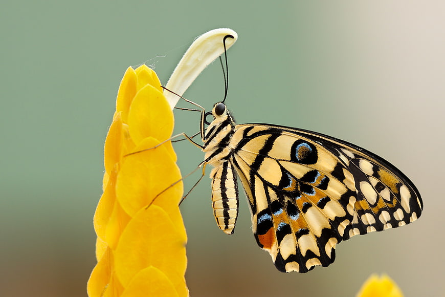 Close-up of a Tiger Butterfly on a Yellow Flower