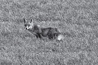 Red Fox Standing in Tall Grass Black and White