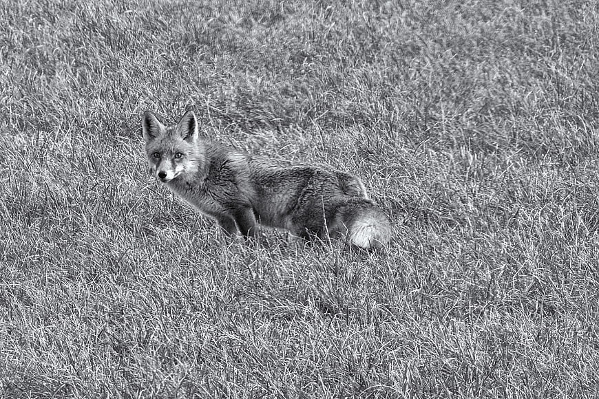 Red Fox Standing in Tall Grass Black and White