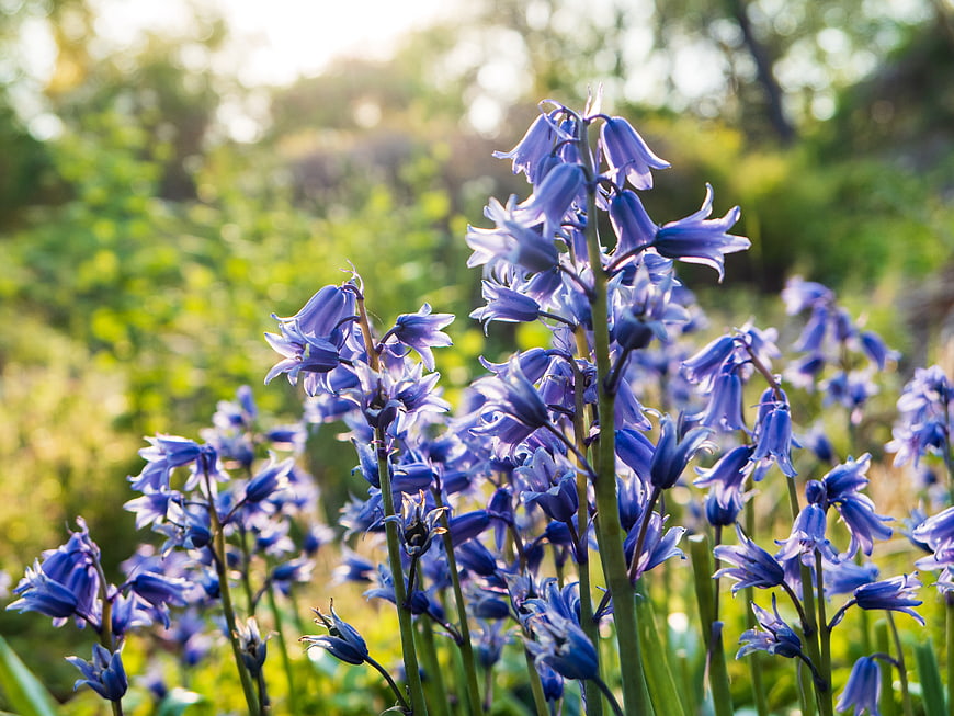 Vibrant Bluebell Flowers Blooming in Sunlit Spring Meadow