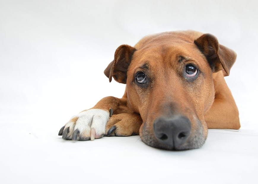 Sad brown dog lying on white background looking at camera