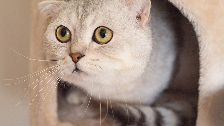 Cute Scottish Fold Cat Peeking from Cozy Bed