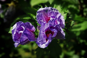 Close-up of vibrant purple hibiscus flowers in a garden